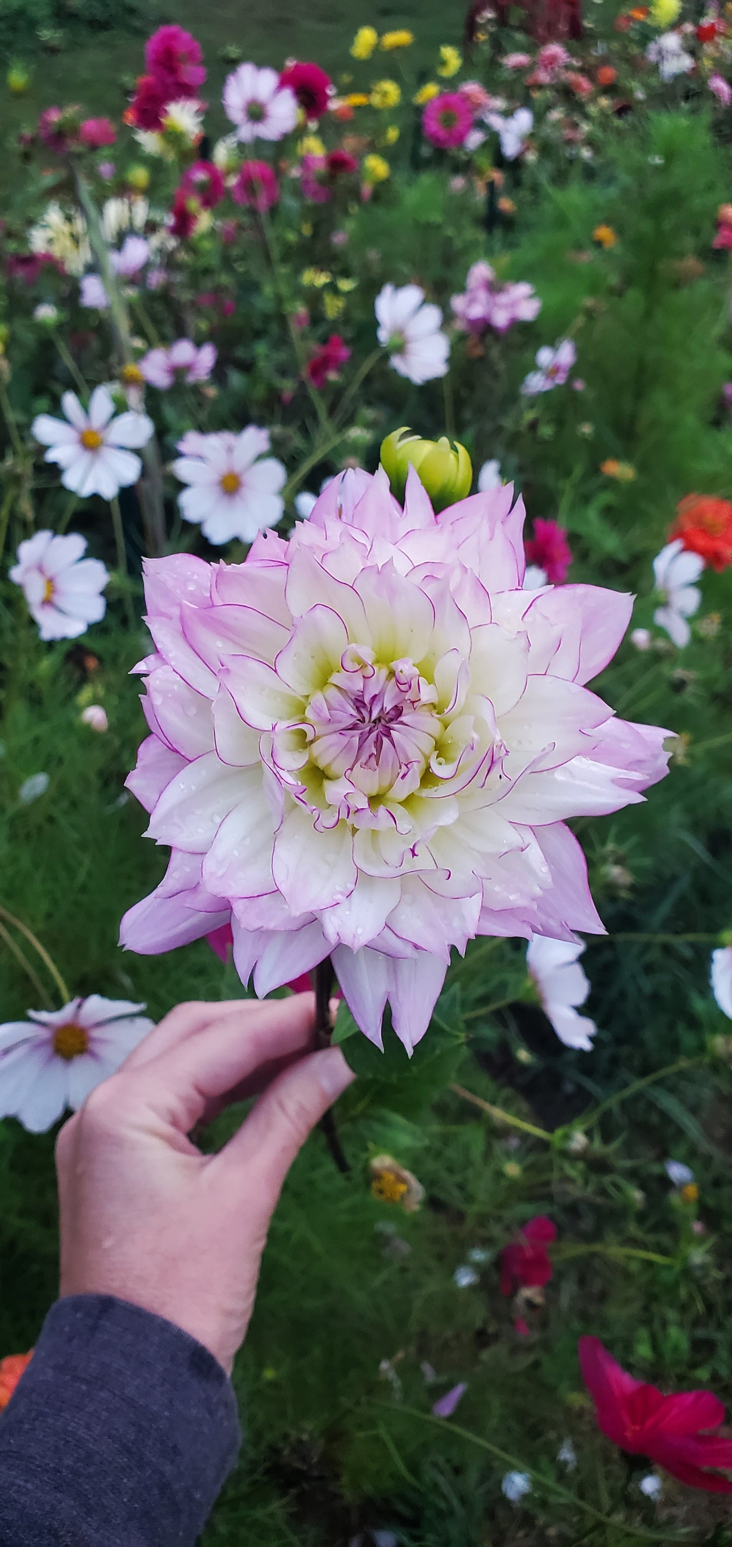 Crazy Love Informal Decorative Dahlia