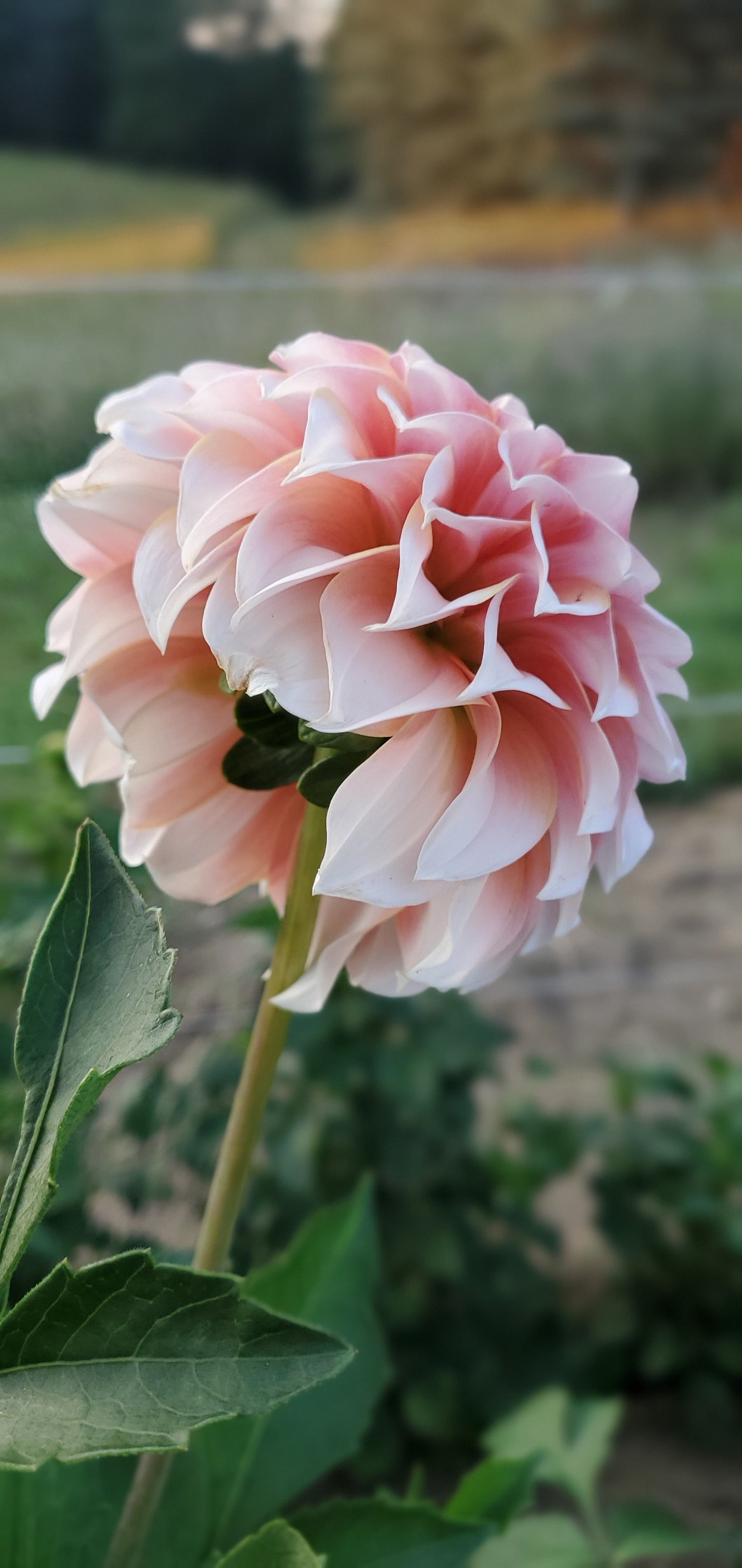 Peaches n' Cream Formal Decorative Dahlia