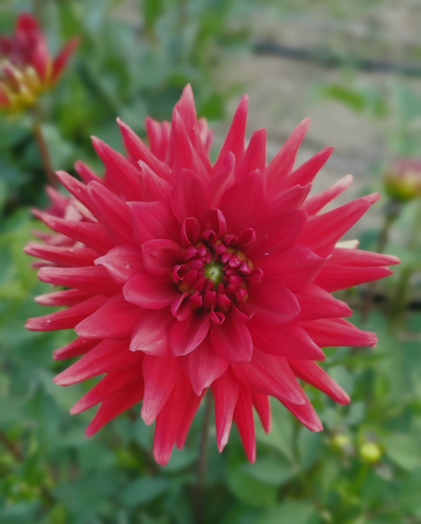 Red Pygmy Cactus Dahlia