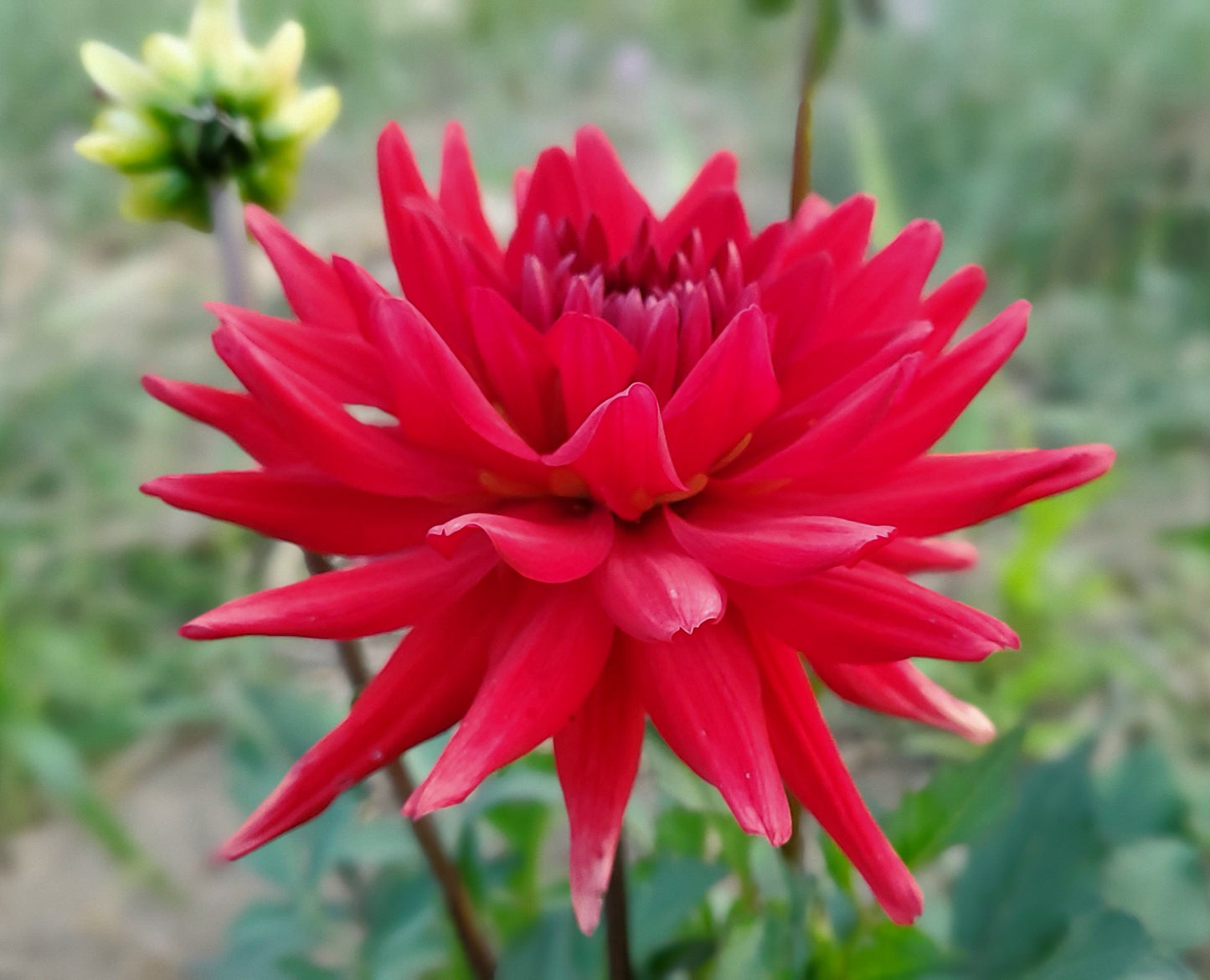 Red Pygmy Cactus Dahlia