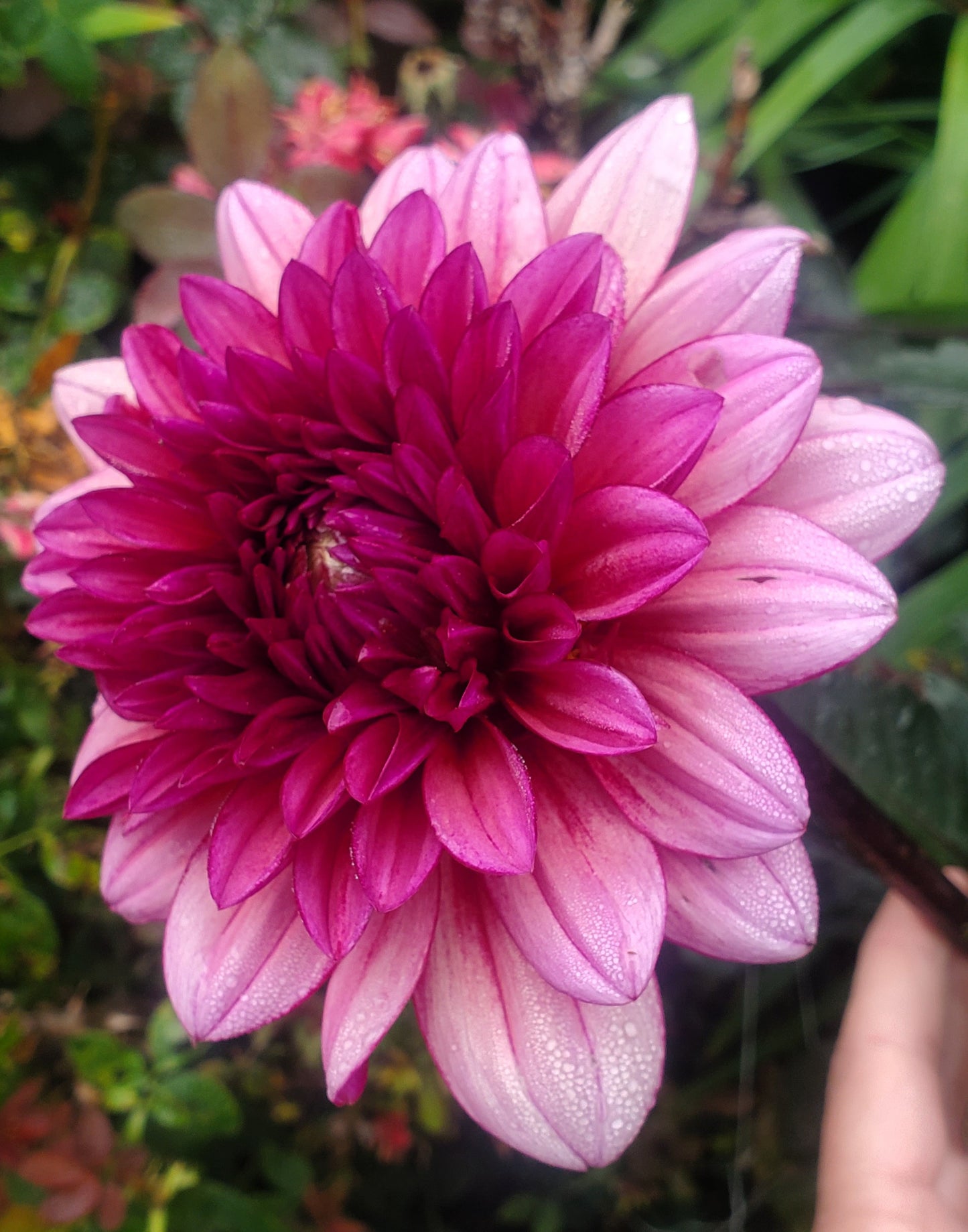 Molly Raven Informal Decorative Dahlia