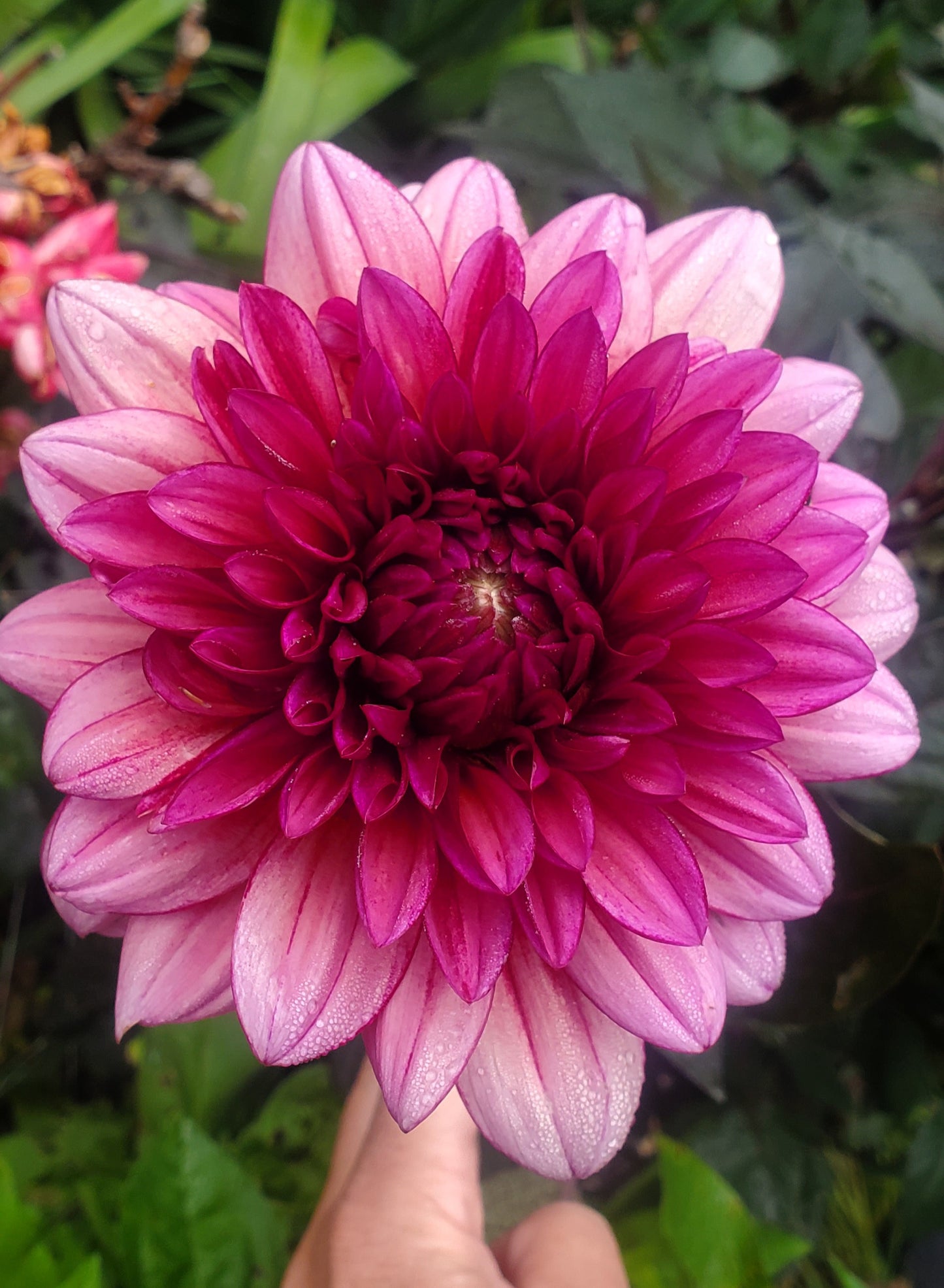Molly Raven Informal Decorative Dahlia