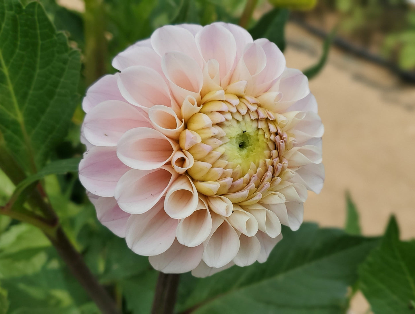 20th Ave Memory Ball Dahlia
