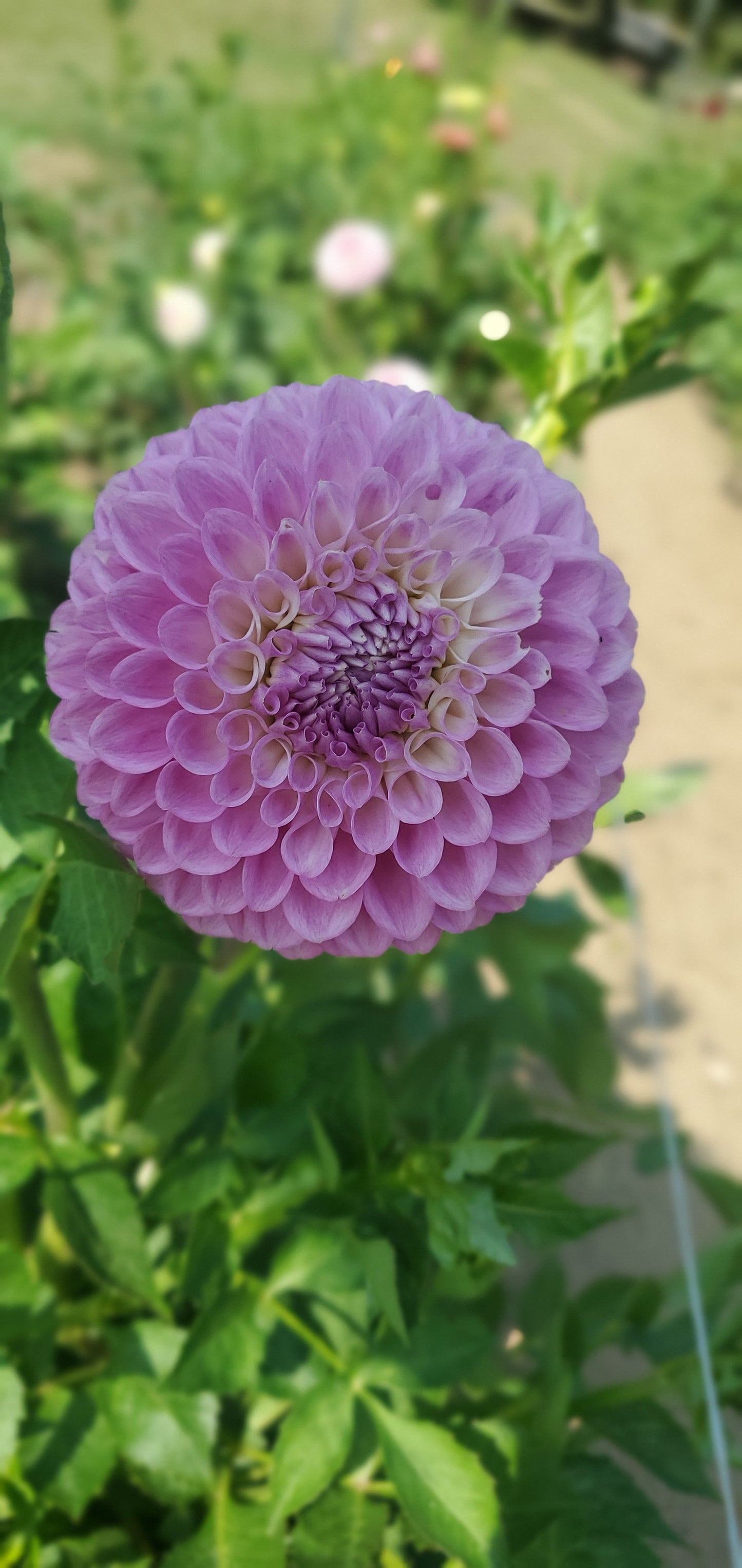 20th Ave Old Major Ball Dahlia