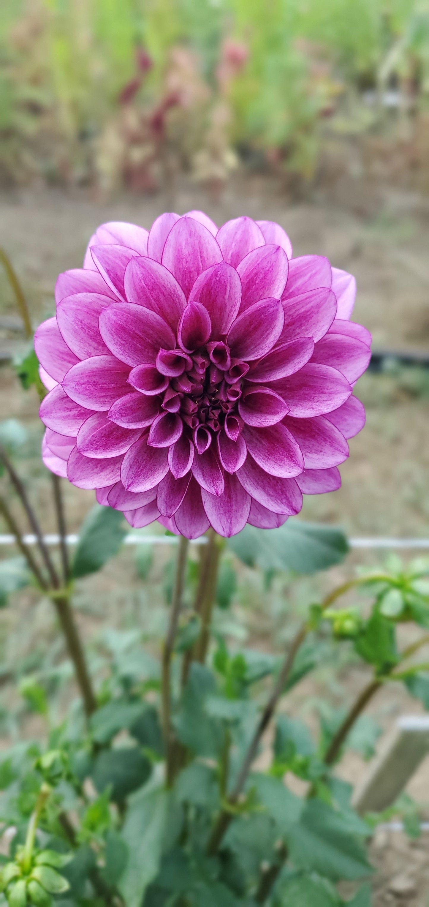 Blue Bell Decorative Dahlia