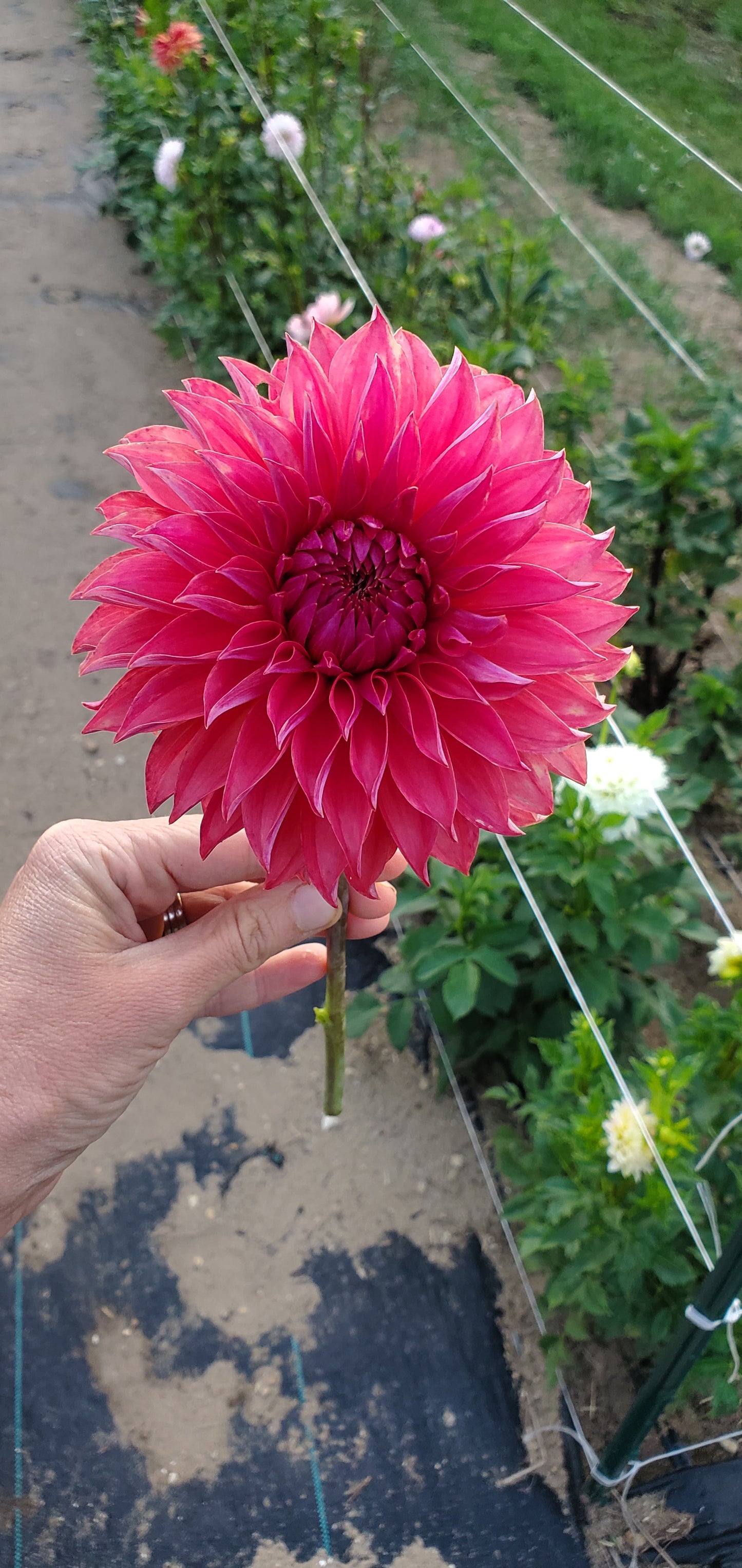 Lee's Lincoln Star Stellar Dahlia