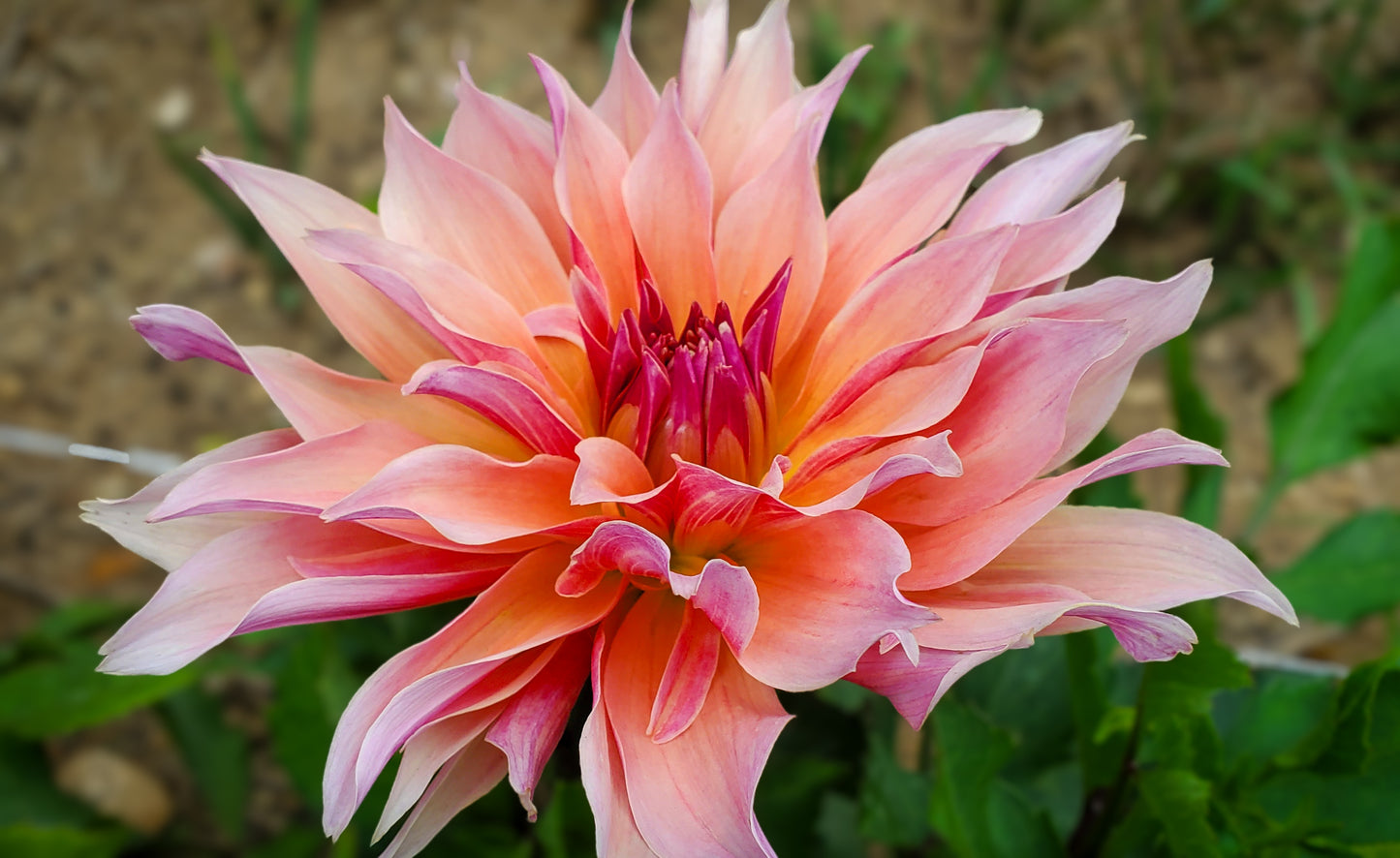 Labyrinth Informal Decorative Dahlia