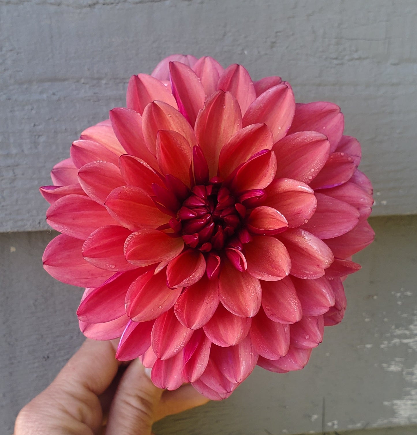 Negroni Sunset Decorative Dahlia