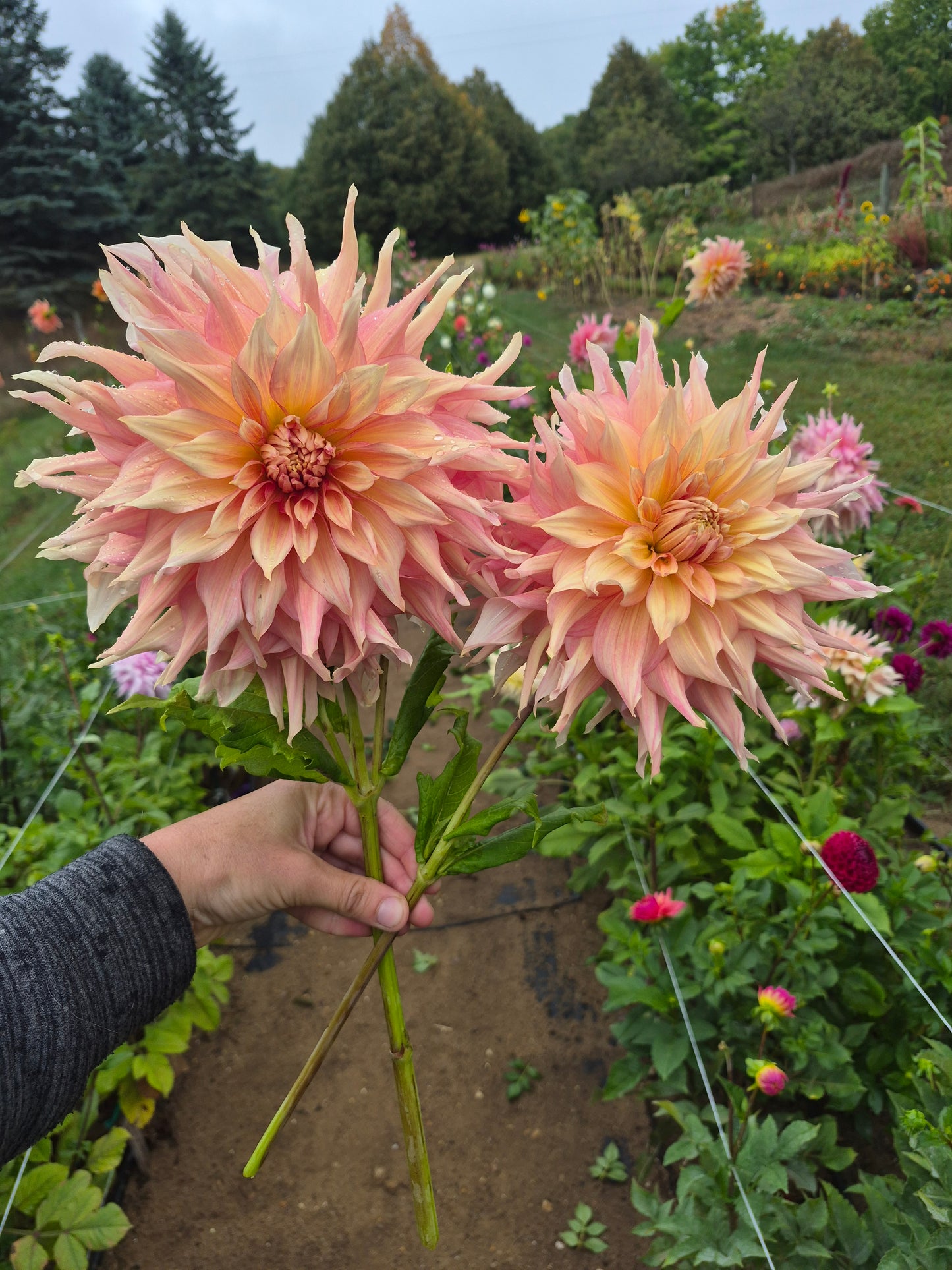Penhill Watermelon Informal Decorative Dahlia