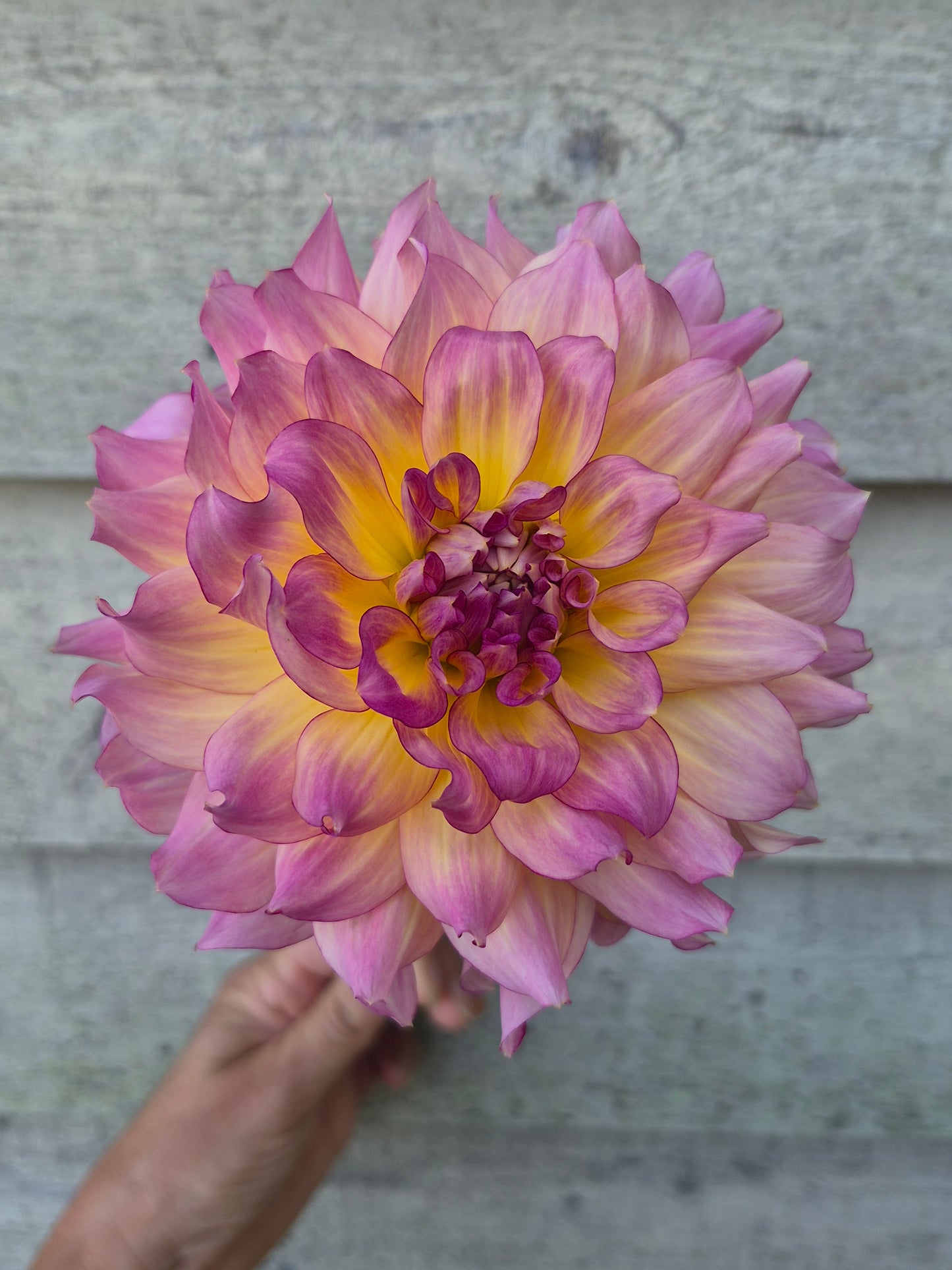 AC Twist Informal Decorative Dahlia