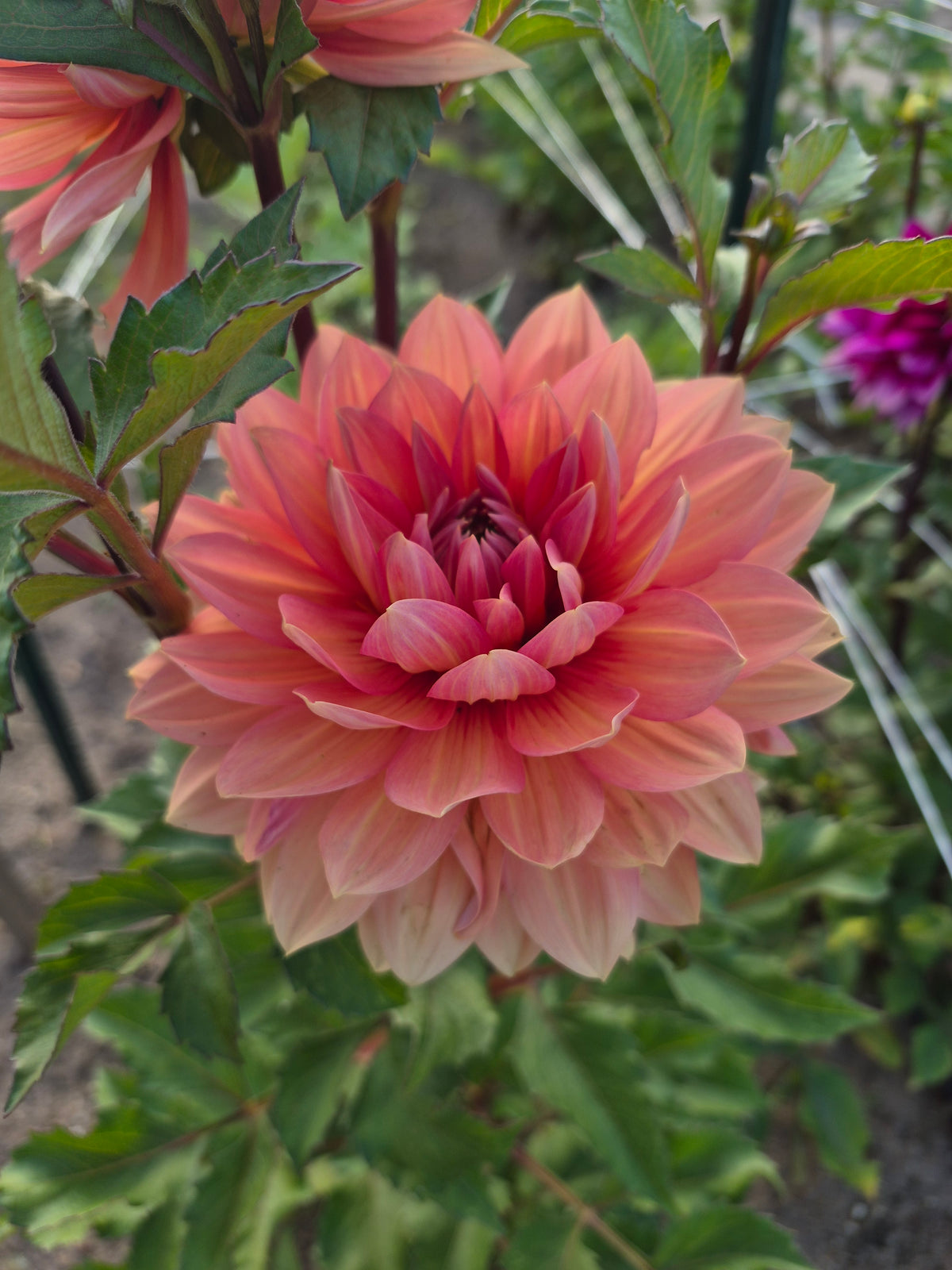Nicholas Informal Decorative Dahlia