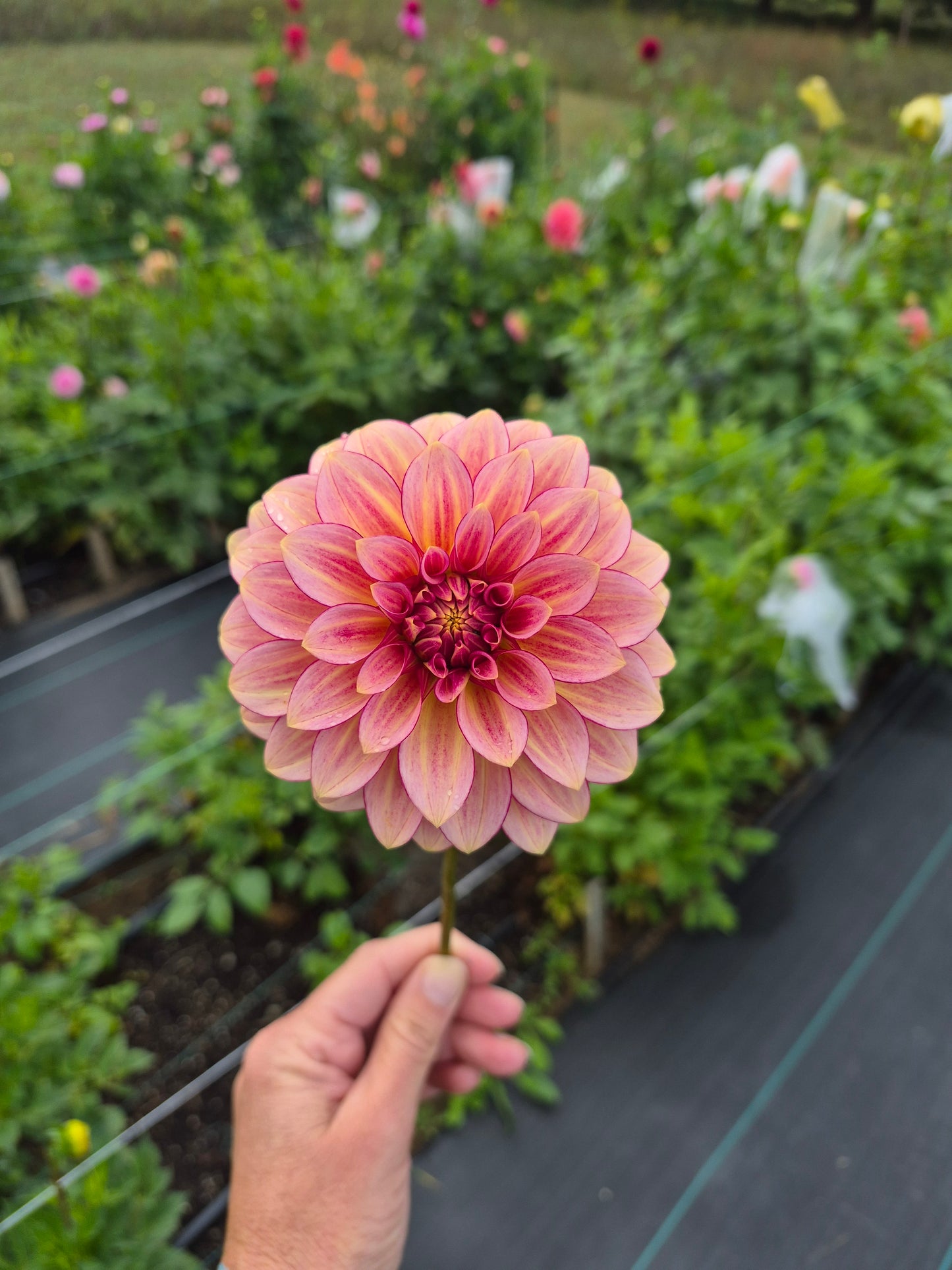 RM Raspberry Twinkle Formal Decorative Dahlia