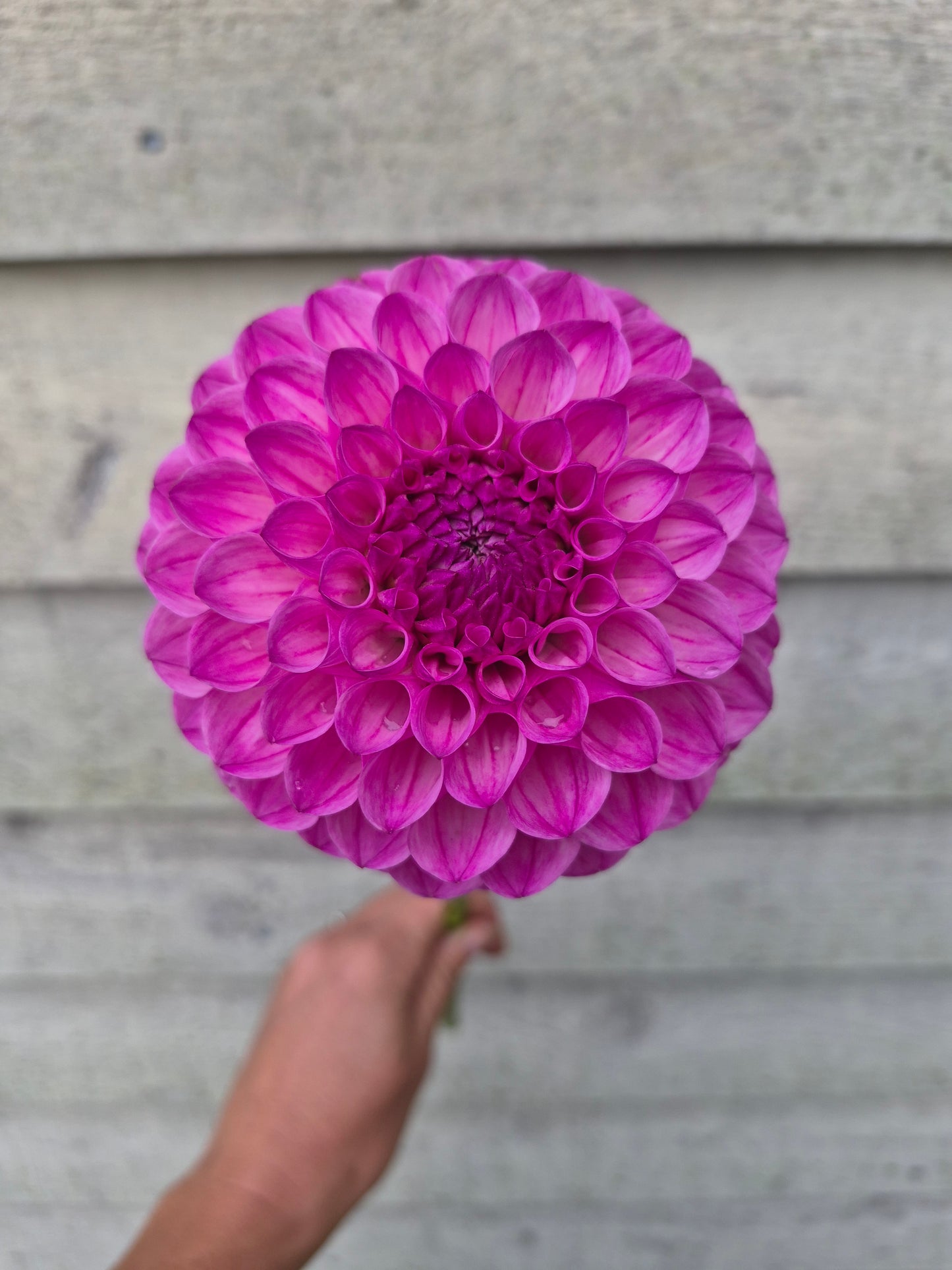 Pink Robin Hood Ball Dahlia