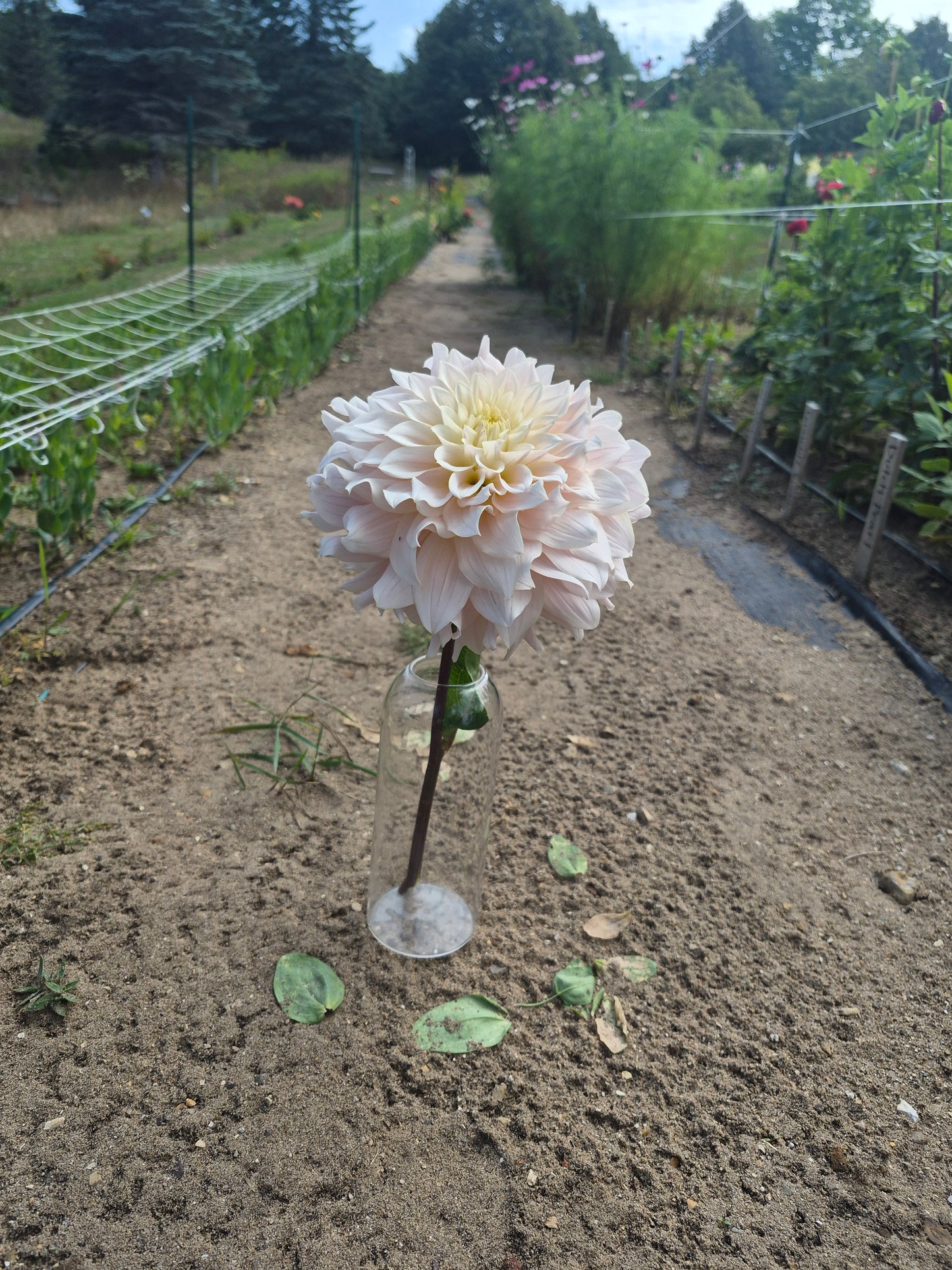 Lee's Halo Formal Decorative Dahlia