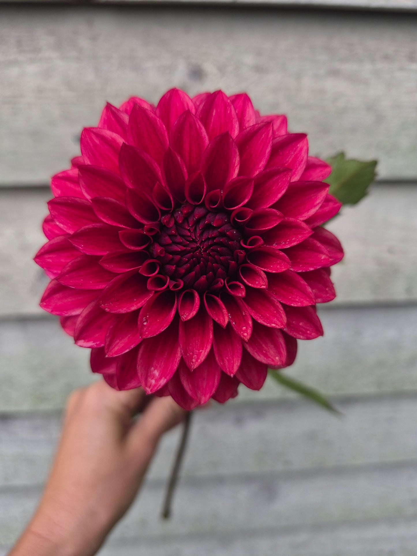 RM Dragon's Blood Formal Dahlia