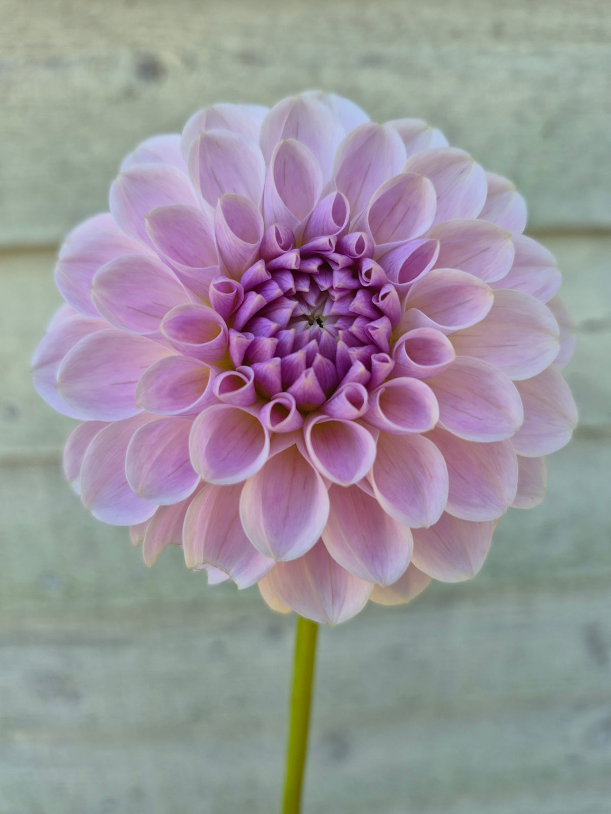 RM Hannah Joe Formal Decorative Dahlia