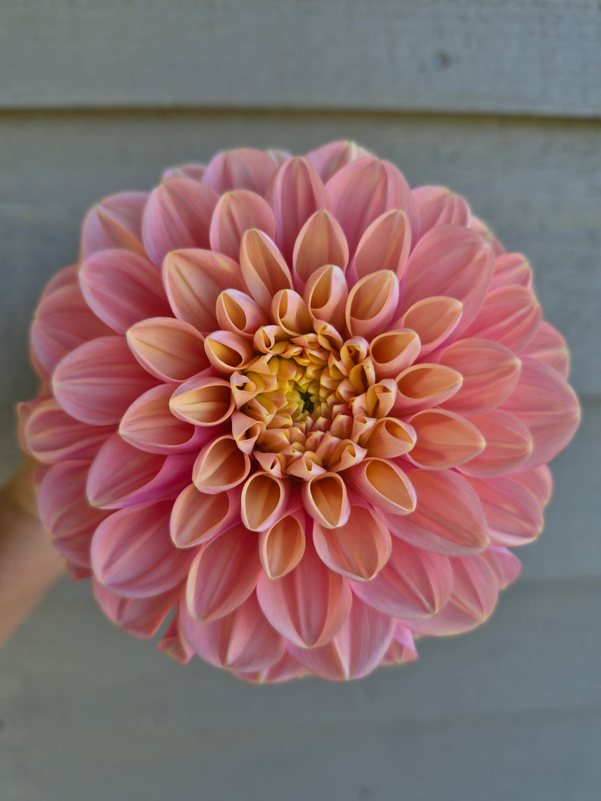 Florelie Kindness Informal Decorative Dahlia 🇦🇺