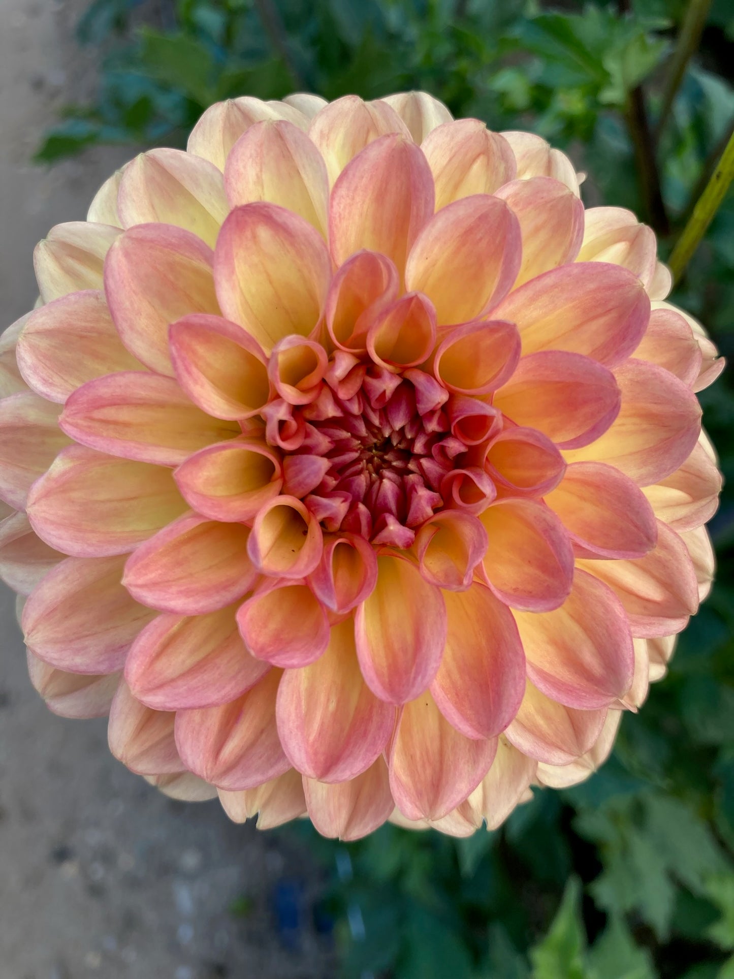 Larks Ebbe Formal Decorative Dahlia