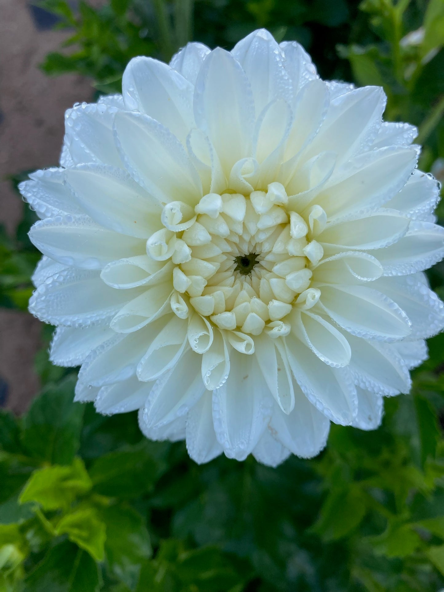 Blizzard Formal Decorative Dahlia