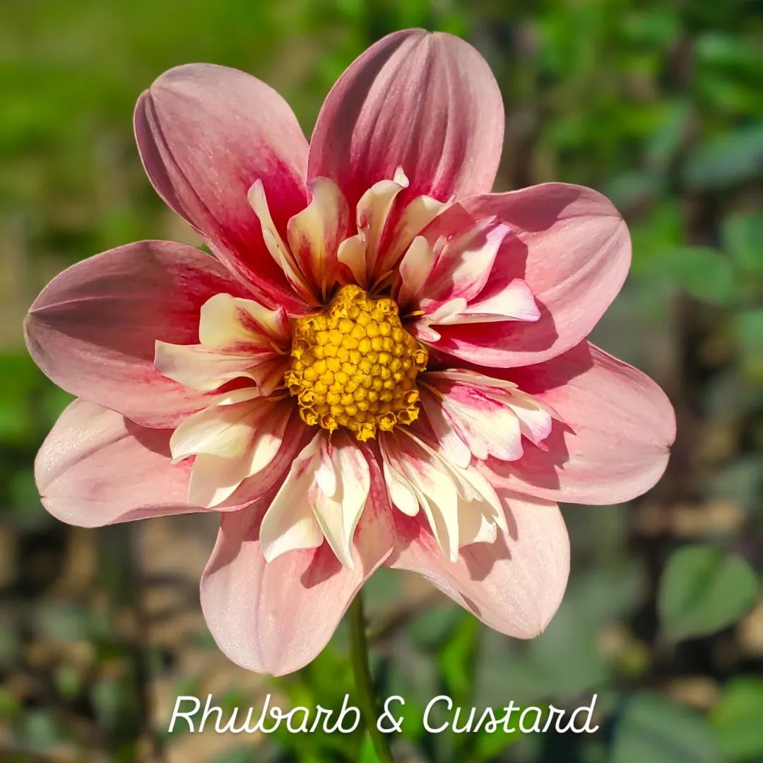 Rhubarb & Custard Collarette Dahlia