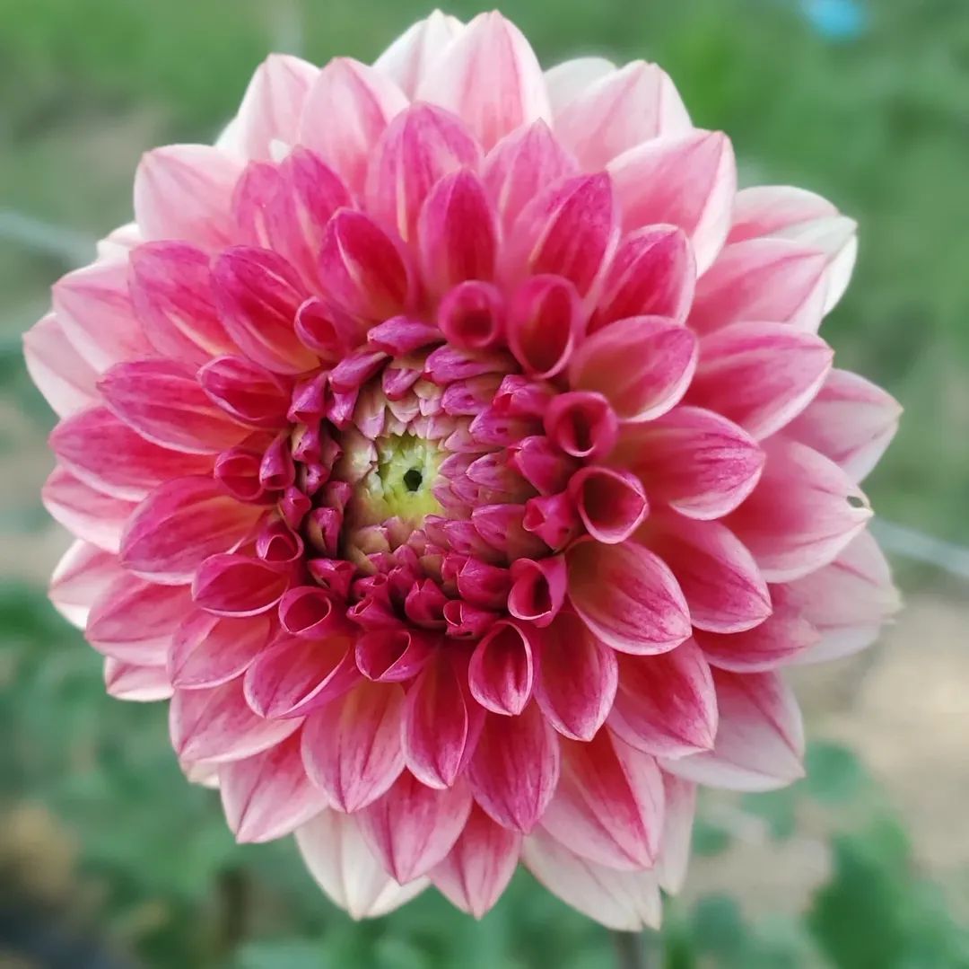Jabberbox Ball Dahlia