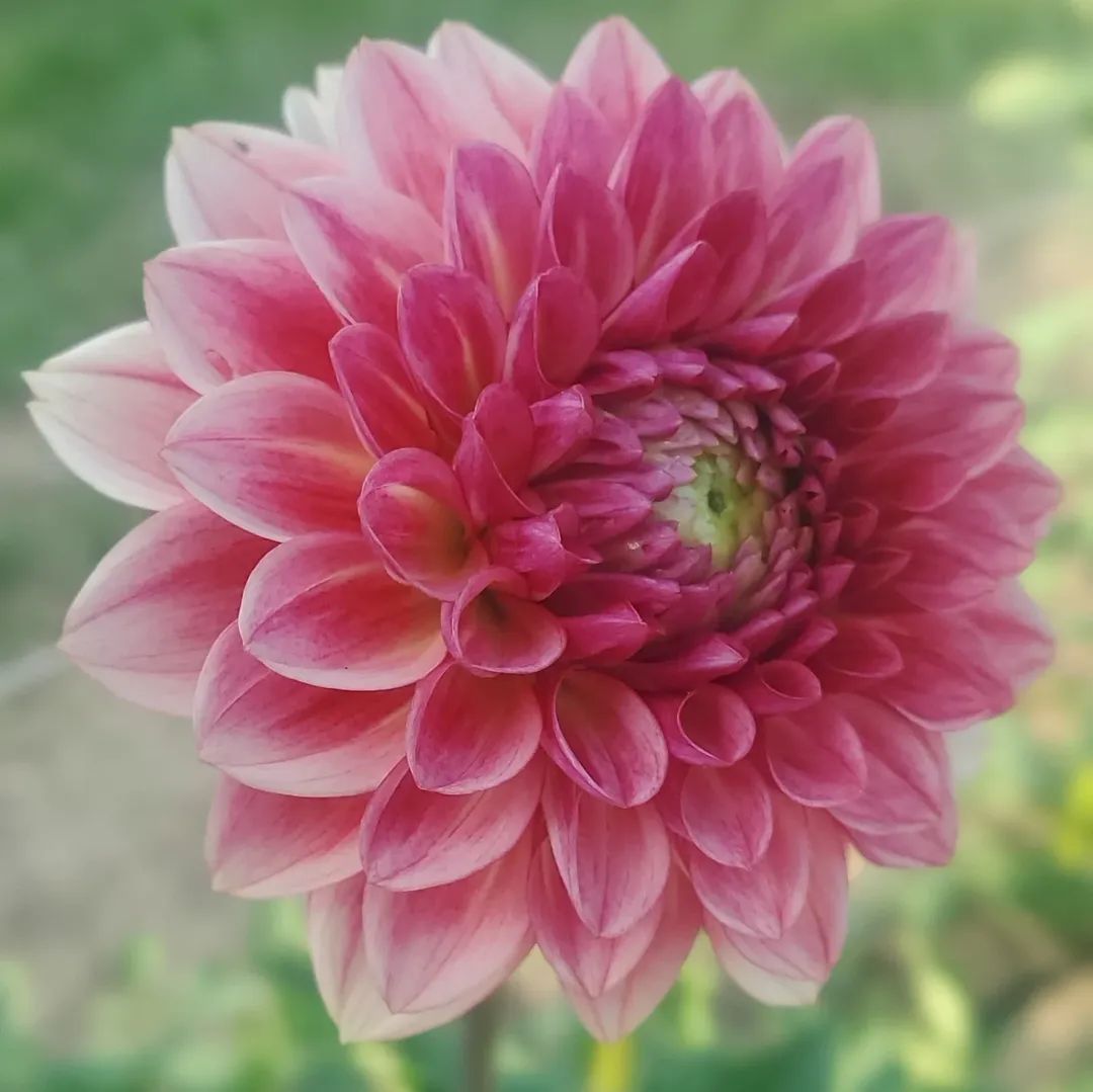 Jabberbox Ball Dahlia