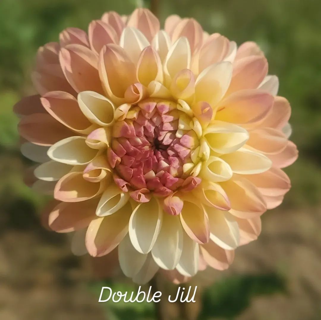 Double Jill Decorative Dahlia