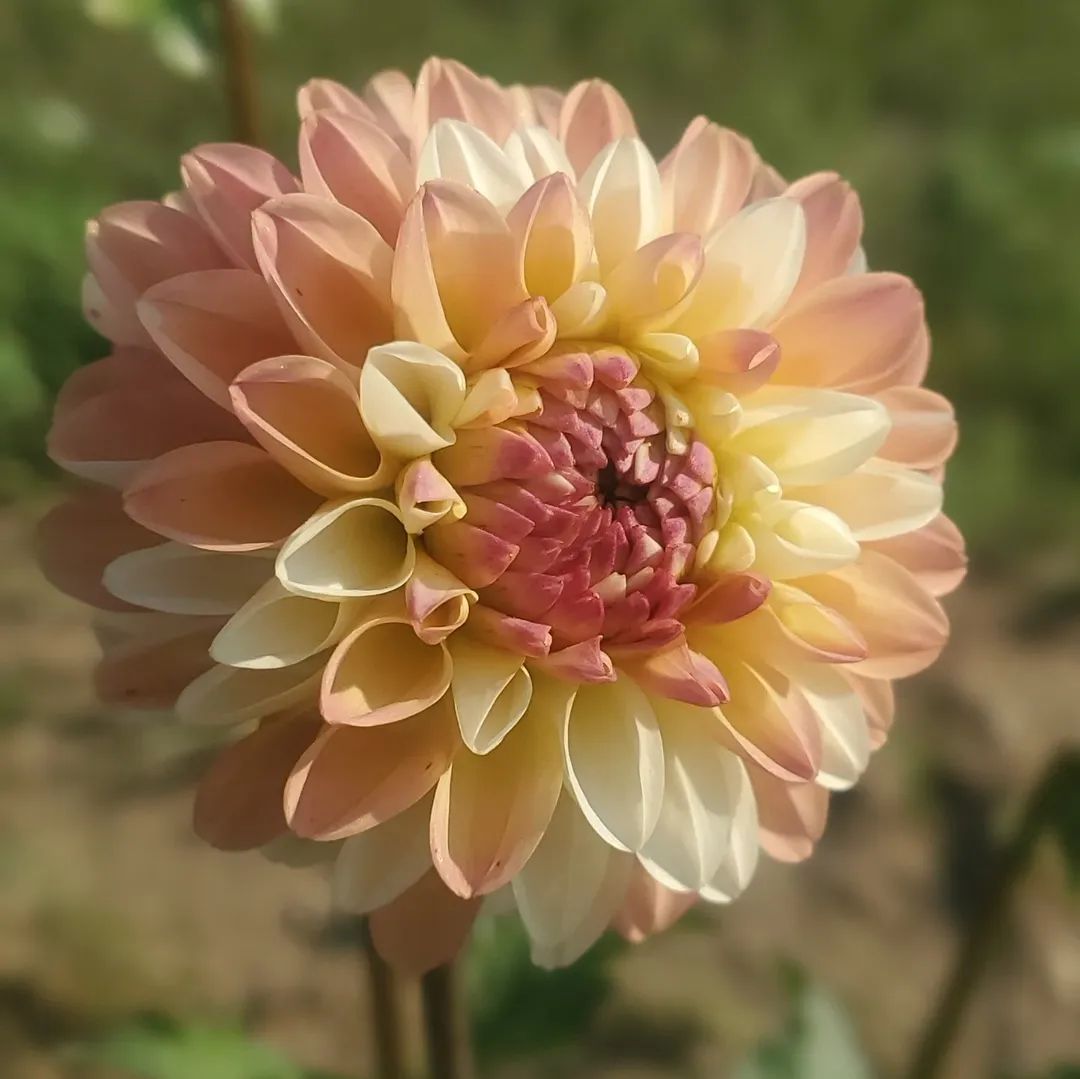 Double Jill Decorative Dahlia