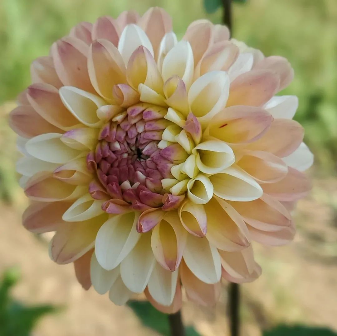 Double Jill Decorative Dahlia