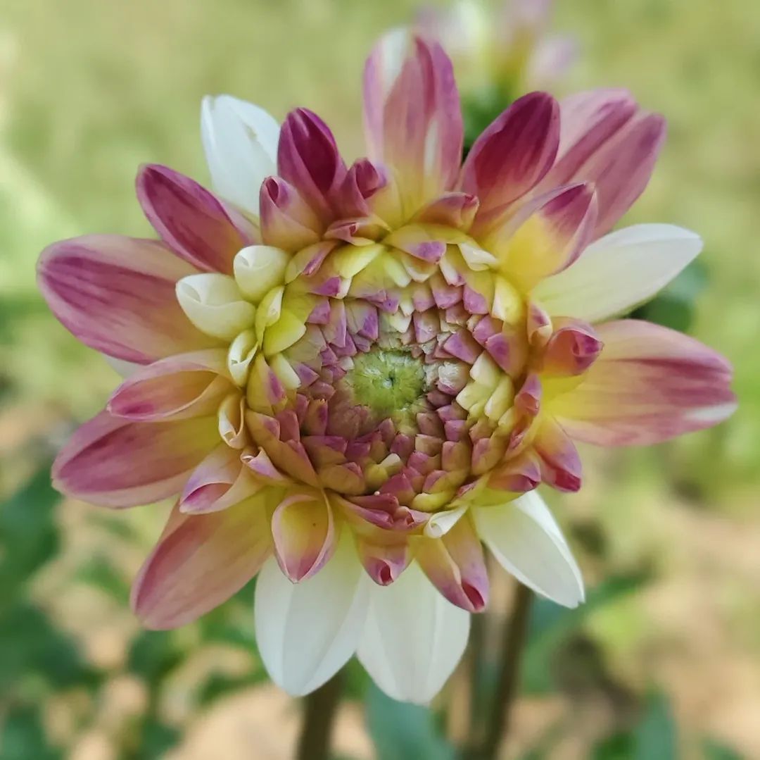 Double Jill Decorative Dahlia