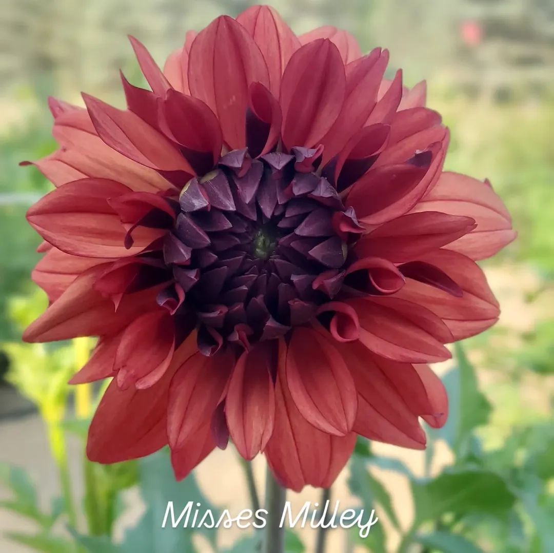 Missis Miley Decorative Dahlia