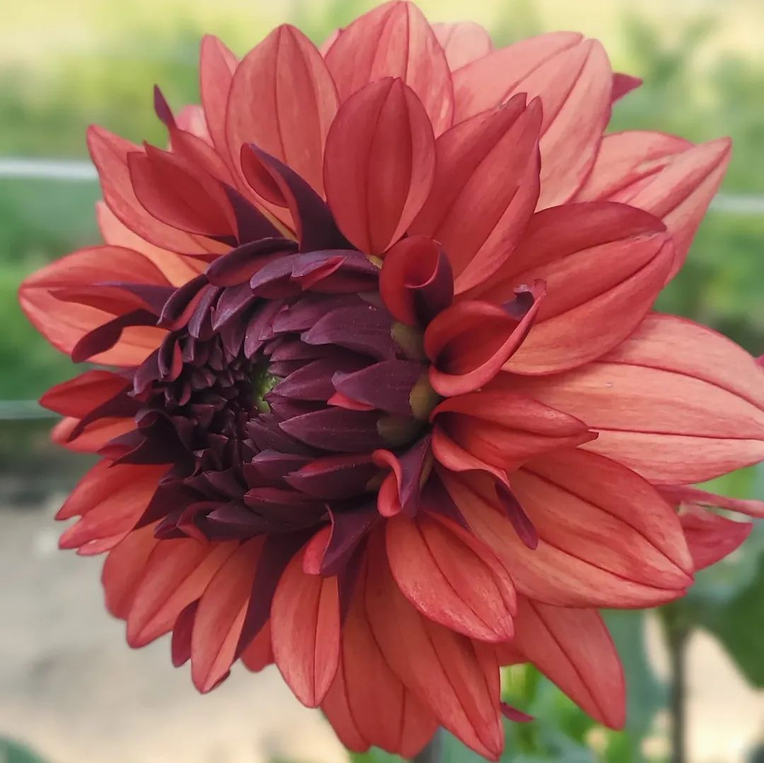 Missis Miley Decorative Dahlia