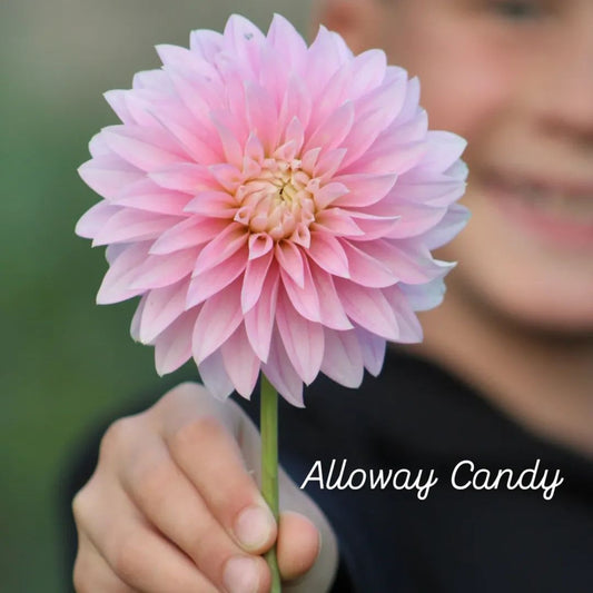 Alloway Candy Stellar Dahlia