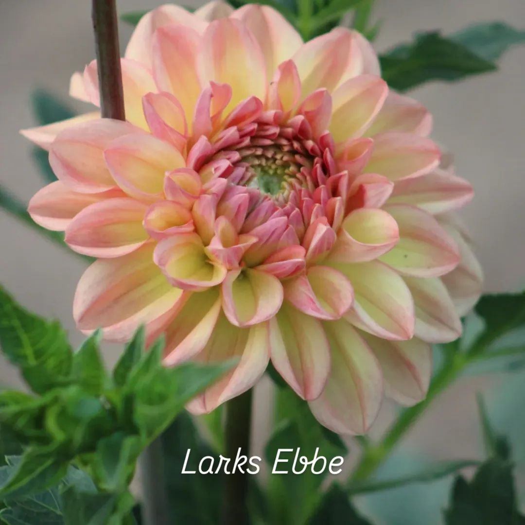 Larks Ebbe Formal Decorative Dahlia