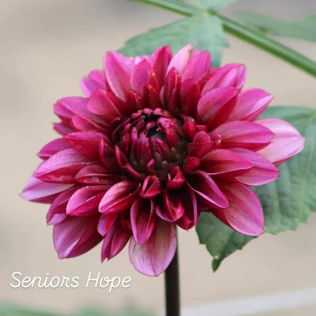 Senior's Hope Decorative Dahlia