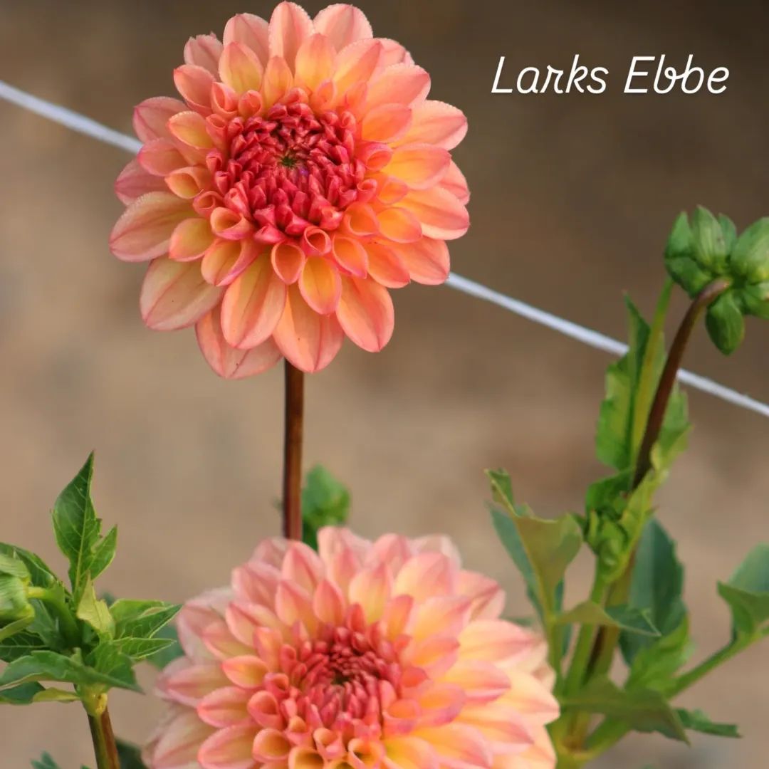 Larks Ebbe Formal Decorative Dahlia