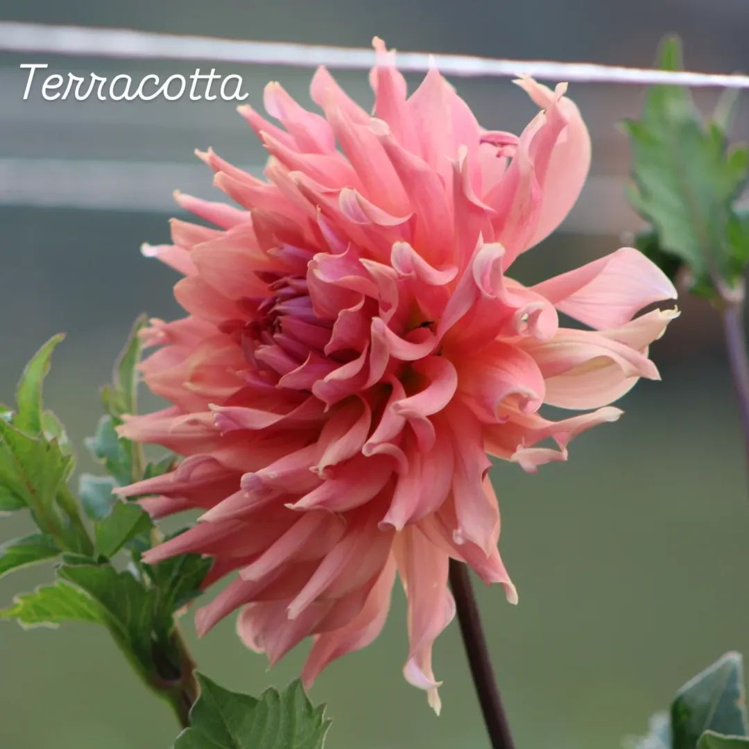 Terracotta Semi-Cactus Dahlia