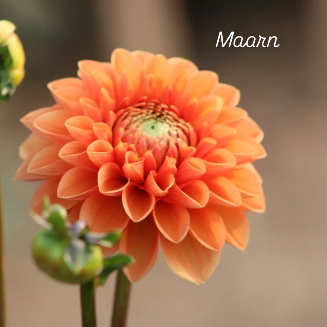 Maarn (Sylvia) Ball Dahlia