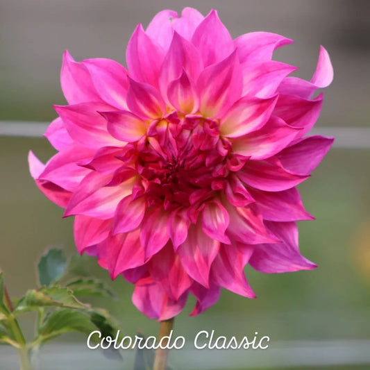 Colorado Classic Informal Decorative Dahlia