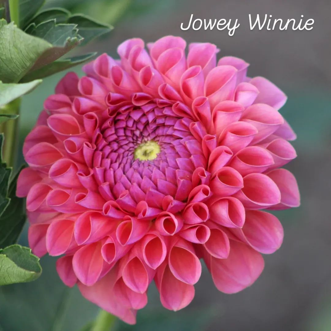 Jowey Winnie Ball Dahlia