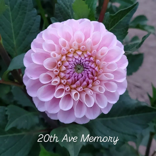 20th Ave Memory Ball Dahlia
