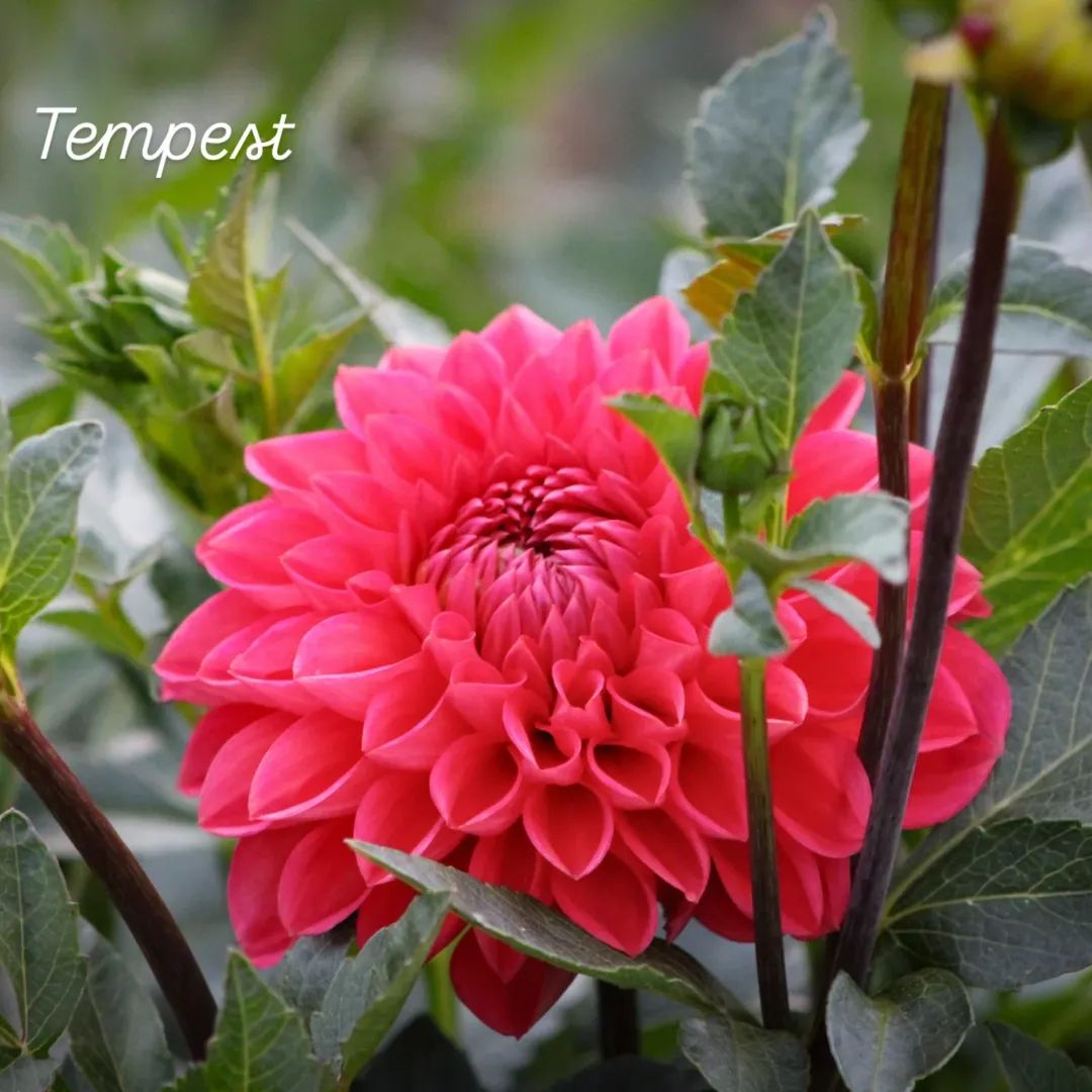 Tempest Decorative Dahlia