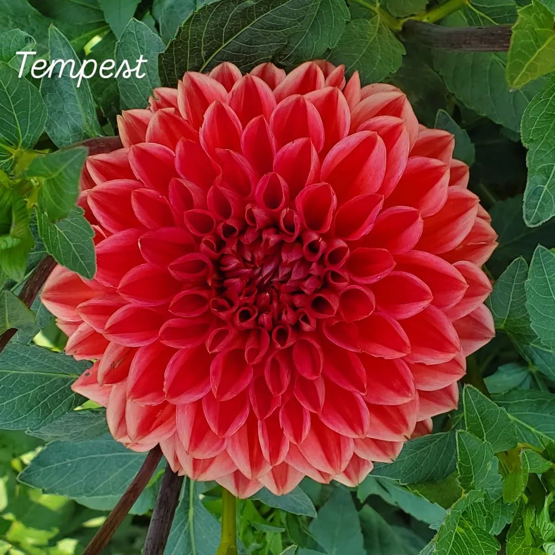 Tempest Decorative Dahlia
