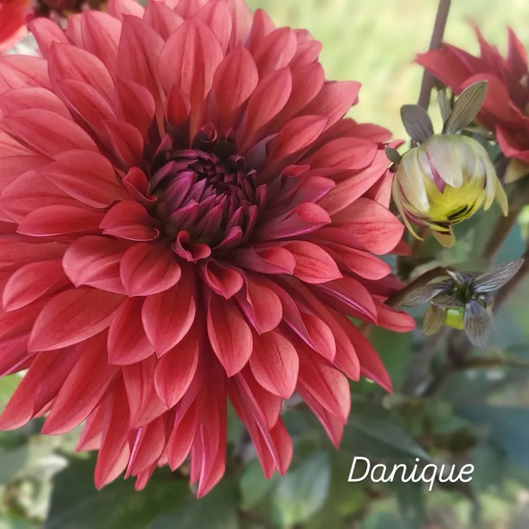 Danique Informal Decorative Dahlia