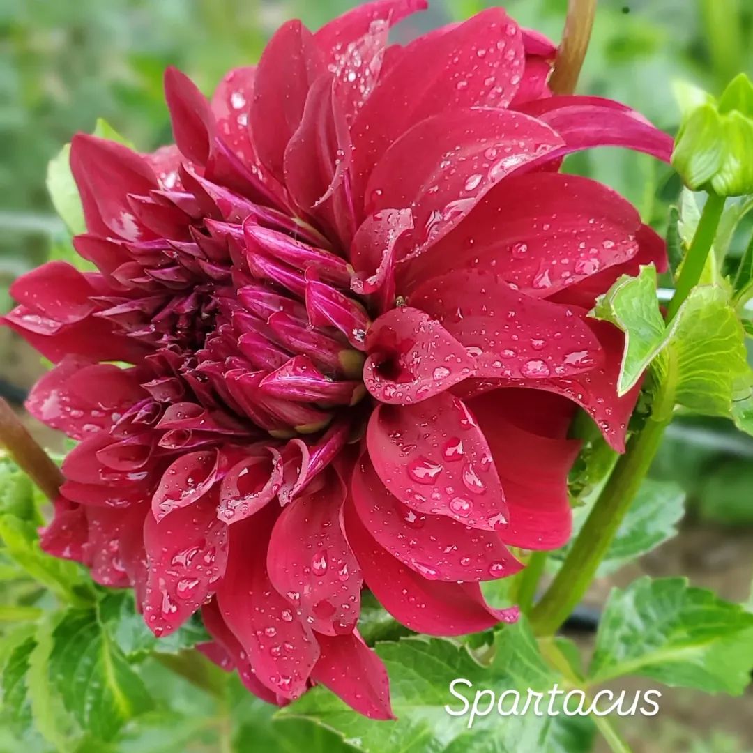 Spartacus Decorative Dahlia