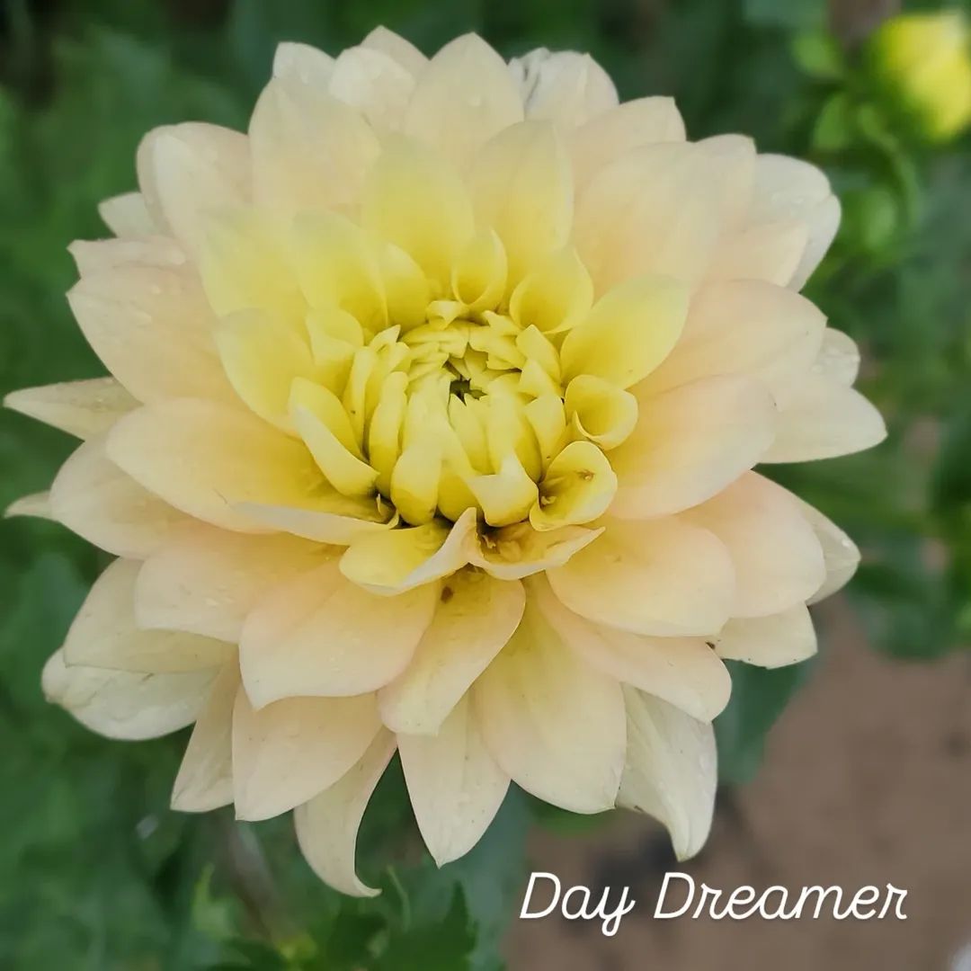 Day Dreamer Waterlily Dahlia