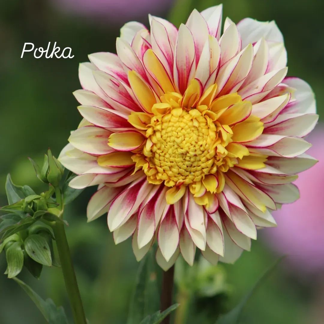 Polka Anemone Dahlia