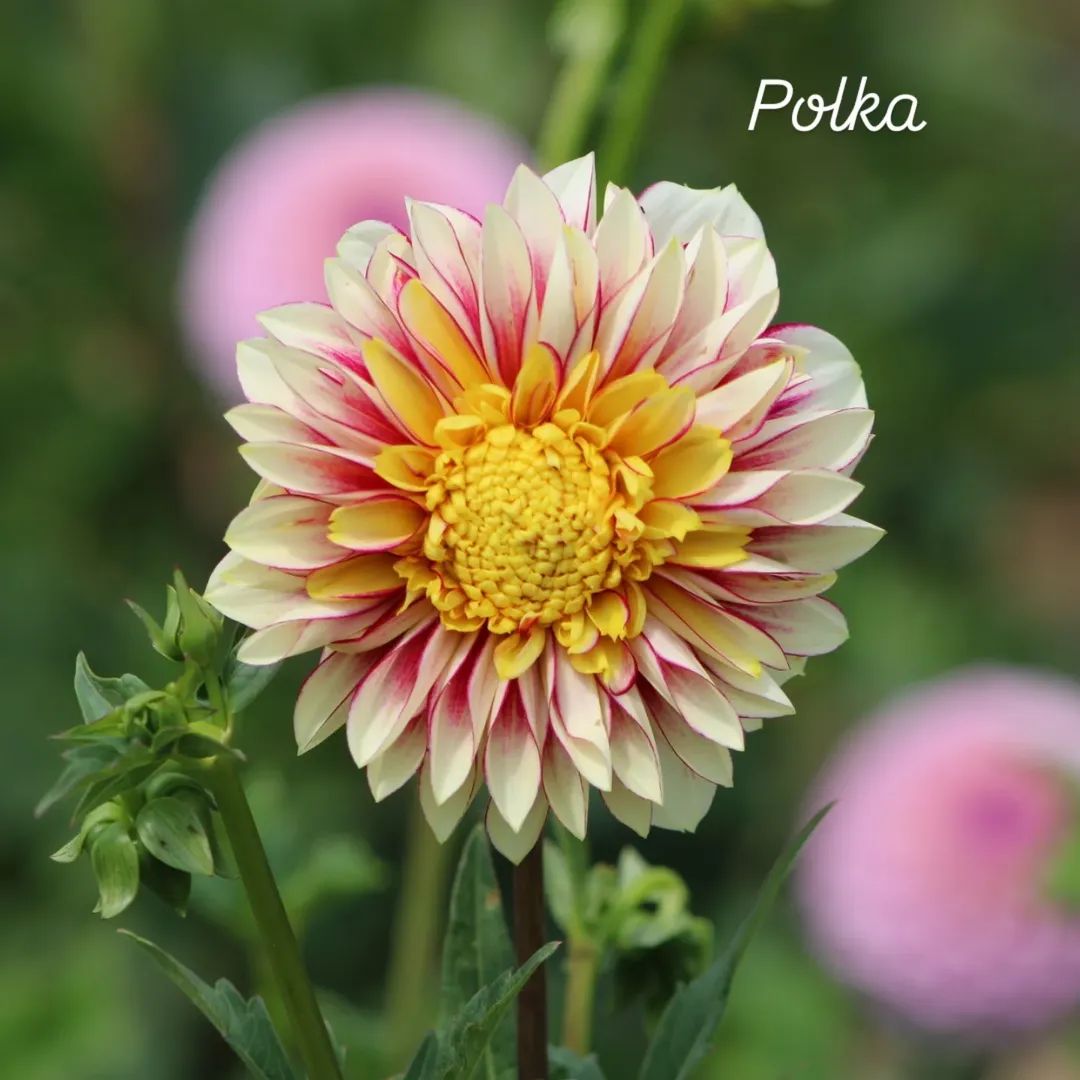 Polka Anemone Dahlia