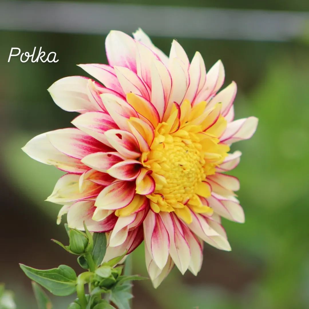 Polka Anemone Dahlia