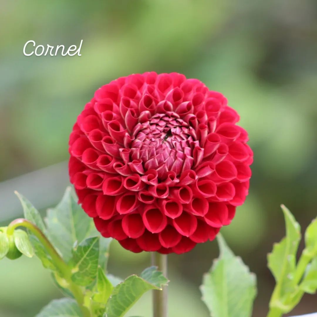 Cornel Ball Decorative Dahlia